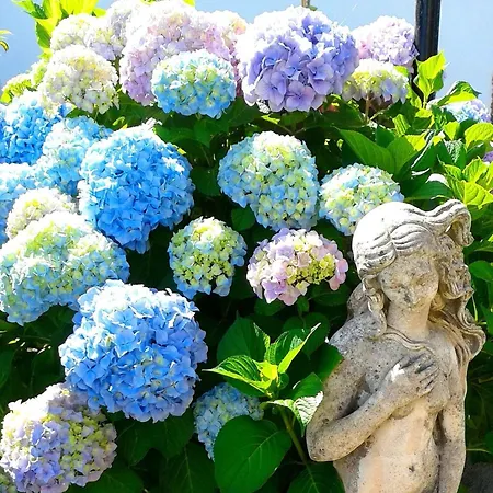 In Barano D Ischia Mit Schoener Terrasse Apartamento *